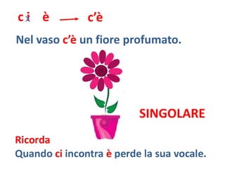 ci è     c’è
Nel vaso c’è un fiore profumato.
•




                       SINGOLARE
 