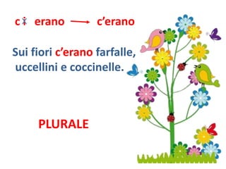 c i erano         c’erano

Sui fiori c’erano farfalle,
uccellini e coccinelle.



     PLURALE
 