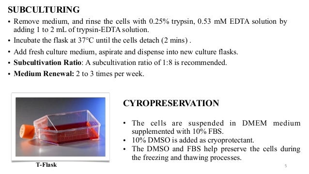 Vero cells for vaccine production