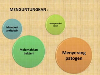Membuat
antitoksin
Melemahkan
bakteri
Memproduksi
vaksin
Menyerang
patogen
MENGUNTUNGKAN :
 