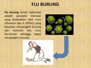 FLU BURUNG
Flu burung (avian influenza)
adalah penyakit menular
yang disebabkan oleh virus
influenza tipe A (H5N1) yang
biasanya menjangkiti burung
dan mamalia lalu virus
bermutasi sehingga dapat
menjangkit manusia
 