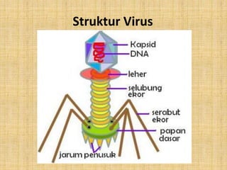 Struktur Virus
 