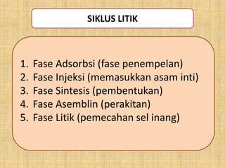 1. Fase Adsorbsi (fase penempelan)
2. Fase Injeksi (memasukkan asam inti)
3. Fase Sintesis (pembentukan)
4. Fase Asemblin (perakitan)
5. Fase Litik (pemecahan sel inang)
SIKLUS LITIK
 