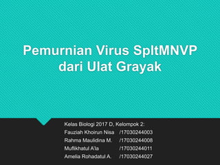 Pemurnian Virus SpltMNVP
dari Ulat Grayak
Kelas Biologi 2017 D, Kelompok 2:
Fauziah Khoirun Nisa /17030244003
Rahma Maulidina M. /17030244008
Muflikhatul A’la /17030244011
Amelia Rohadatul A. /17030244027
 