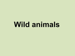 Wild animals

 