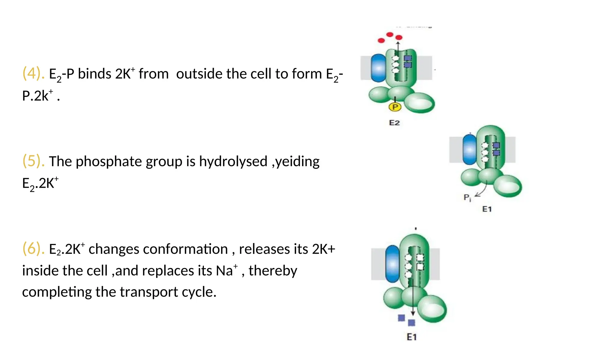 Topic : Sodium (Na+)-Potassium (K+) Pump | DOCX