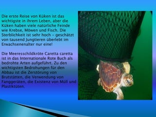 Die erste Reise von Küken ist das
wichtigste in ihrem Leben, aber die
Küken haben viele natürliche Feinde
wie Krebse, Möwen und Fisch. Die
Sterblichkeit ist sehr hoch - geschätzt
von tausend Jungtieren überlebt im
Erwachsenenalter nur eine!

Die Meeresschildkröte Caretta caretta
ist in das Internationale Rote Buch als
bedrohte Arten aufgeführt. Zu den
wichtigsten Bedrohungen für den
Abbau ist die Zerstörung von
Brutstätten, die Verwendung von
Fanggeräten, die Existenz von Müll und
Plastiktüten.
 