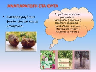 ΑΝΑΠΑΡΑΓΩΓΗ ΣΤΑ ΦΥΤΑ
• Αναπαραγωγή των
φυτών γίνεται και με
μονογονία.
Τα φυτά αναπαράγονται
μονογονία με:
Παραφυάδες ( φραουλιά )
Βολβούς ( κρεμμύδια )
Καταβολάδες ( αμπέλια)
Μοσχεύματα ( γεράνι )
Κονδύλους ( πατάτα )
 