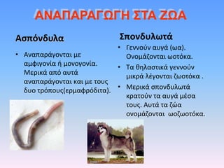 Ασπόνδυλα
• Αναπαράγονται με
αμφιγονία ή μονογονία.
Μερικά από αυτά
αναπαράγονται και με τους
δυο τρόπους(ερμαφρόδιτα).
Σπονδυλωτά
• Γεννούν αυγά (ωα).
Ονομάζονται ωοτόκα.
• Τα θηλαστικά γεννούν
μικρά λέγονται ζωοτόκα .
• Μερικά σπονδυλωτά
κρατούν τα αυγά μέσα
τους. Αυτά τα ζώα
ονομάζονται ωοζωοτόκα.
ΑΝΑΠΑΡΑΓΩΓΗ ΣΤΑ ΖΩΑ
 