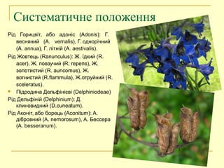 Систематичне положення
Рід Горицвіт, або адоніс (Adonis): Г.
весняний (A. vernalis), Г. однорічний
(A. annua), Г. літній (A. aestivalis).
Рід Жовтець (Ranunculus): Ж. їдкий (R.
асеr), Ж. повзучий (R; repens), Ж.
золотистий (R. auricomus), Ж.
вогнистий (R.flammula), Ж.отруйний (R.
sceleratus).
 Підродина Дельфінієві (Delphiniodeae)
Рід Дельфіній (Delphinium): Д.
клиновидний (D.cuneatum).
Рід Аконіт, або борець (Aconitum): А.
дібровний (A. nemorosum), А. Бессера
(A. besseranum).
 