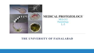 MEDICAL PROTOZOLOGY
MLS-312
Parasitology
L-5
THE UNIVERSITY OF FAISALABAD
 
