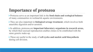 Importance of protozoa
Protozoa serve as an important link in the food chain and ecological balance
of many communities in wetland & aquatic environments.
They are also important in biological sewage treatment, which involves both
anaerobic digestion and/or aeration.
In addition, protozoa are important laboratory organisms in research areas,
by which their asexual reproduction enables clones to be established with the
same genetic make-up.
These are useful in the study of cell cycles and nucleic acid biosynthesis
during cell division.
 
