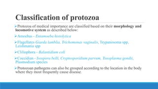 Classification of protozoa
Protozoa of medical importance are classified based on their morphology and
locomotive system as described below:
Amoebas - Entamoeba histolytica
Flagellates Giarda lamblia, Trichomonas vaginalis, Trypanosoma spp,
Leishmania spp
Cliliophora - Balantidium coli
Coccidian - Isospora belli, Cryptosporidium parvum, Toxoplasma gondii,
Plasmodium species
Protozoan pathogens can also be grouped according to the location in the body
where they most frequently cause disease.
 