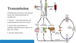 Transmission
Pathogenic protozoa can spread
from one infected person to
another by:
 Faecal – oral transmission of
contaminated foods and water.
 Insect bite inoculums or
rubbing infected insect faeces on
the site of bite.
 Sexual intercourse
 