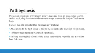 Pathogenesis
Protozoan organisms are virtually always acquired from an exogenous source,
and as such, they have evolved numerous ways to enter the body of the human
host.
Factors that are important for pathogenicity include:
Attachment to the host tissue followed by replication to establish colonization.
Toxic products released by parasitic protozoa.
Shifting of antigenic expression to evade the immune response and inactivate
host defenses.
 