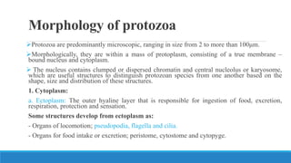Morphology of protozoa
Protozoa are predominantly microscopic, ranging in size from 2 to more than 100μm.
Morphologically, they are within a mass of protoplasm, consisting of a true membrane –
bound nucleus and cytoplasm.
 The nucleus contains clumped or dispersed chromatin and central nucleolus or karyosome,
which are useful structures to distinguish protozoan species from one another based on the
shape, size and distribution of these structures.
1. Cytoplasm:
a. Ectoplasm: The outer hyaline layer that is responsible for ingestion of food, excretion,
respiration, protection and sensation.
Some structures develop from ectoplasm as:
- Organs of locomotion; pseudopodia, flagella and cilia.
- Organs for food intake or excretion; peristome, cytostome and cytopyge.
 