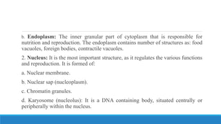 b. Endoplasm: The inner granular part of cytoplasm that is responsible for
nutrition and reproduction. The endoplasm contains number of structures as: food
vacuoles, foreign bodies, contractile vacuoles.
2. Nucleus: It is the most important structure, as it regulates the various functions
and reproduction. It is formed of:
a. Nuclear membrane.
b. Nuclear sap (nucleoplasm).
c. Chromatin granules.
d. Karyosome (nucleolus): It is a DNA containing body, situated centrally or
peripherally within the nucleus.
 