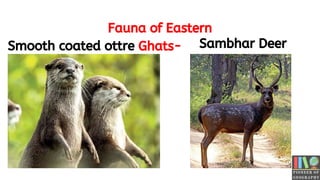 Fauna of Eastern
Ghats-
Smooth coated ottre Sambhar Deer
 