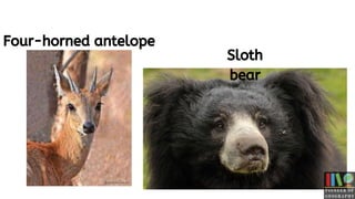 Four-horned antelope
Sloth
bear
 