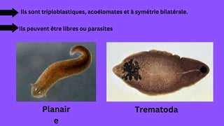 Ils sont triploblastiques, acoélomates et à symétrie bilatérale.
Ils peuvent être libres ou parasites
Planair
e
Trematoda
 