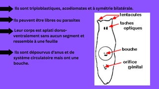 Ils sont triploblastiques, acoélomates et à symétrie bilatérale.
Ils peuvent être libres ou parasites
Leur corps est aplati dorso-
ventralement sans aucun segment et
ressemble à une feuille
Ils sont dépourvus d'anus et de
système circulatoire mais ont une
bouche.
 