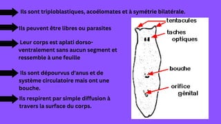 Ils sont triploblastiques, acoélomates et à symétrie bilatérale.
Ils peuvent être libres ou parasites
Leur corps est aplati dorso-
ventralement sans aucun segment et
ressemble à une feuille
Ils sont dépourvus d'anus et de
système circulatoire mais ont une
bouche.
Ils respirent par simple diffusion à
travers la surface du corps.
 