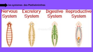 les systemes des Plathelminthes
 