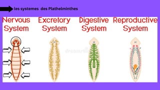 les systemes des Plathelminthes
 
