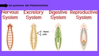 les systemes des Plathelminthes
flame
cells
 