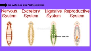 les systemes des Plathelminthes
pharynx
 
