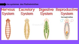 les systemes des Plathelminthes
hermaphrodites
 
