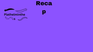 Plathelminthe
s
Reca
p
 