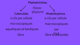 Plathelminthes
Catenulida Rhabditophora
(Sous-
phylum)
3 cils par cellule 6 cils par cellule
microscopiques macroscopiques
aquatiques et bantiques par
tout
libre libre et parasides
 