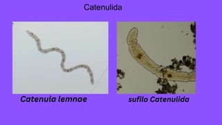 Catenulida
Catenula lemnae sufilo Catenulida
 