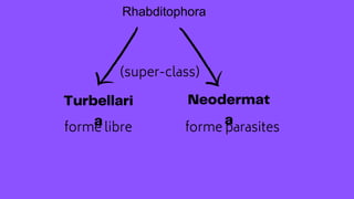 Rhabditophora
(super-class)
forme parasites
forme libre
 
