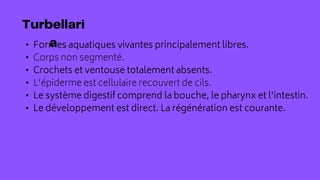 • Formes aquatiques vivantes principalement libres.
• Corps non segmenté.
• Crochets et ventouse totalement absents.
• L'épiderme est cellulaire recouvert de cils.
• Le système digestif comprend la bouche, le pharynx et l'intestin.
• Le développement est direct. La régénération est courante.
 