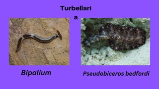 Bipalium Pseudobiceros bedfordi
 