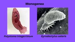 Gyrodactylus salaris
Polystoma integerrimum
 