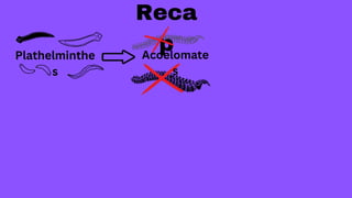 Plathelminthe
s
Reca
p
Acoelomate
s
 