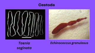 Taenia
saginata
Echinococcus granulosus
 