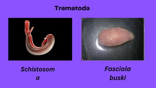 Schistosom
a
Fasciola
buski
 