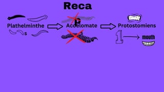 Plathelminthe
s
Reca
p
Acoelomate
s
Protostomiens
mouth
 
