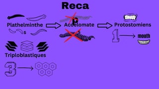 Plathelminthe
s
Reca
p
Acoelomate
s
Triploblastiques
Protostomiens
mouth
 