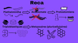 Plathelminthe
s
Reca
p
Acoelomate
s
Triploblastiques
Protostomiens
Metazoaires (pluricellulaires)
mouth
 