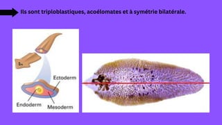 Ils sont triploblastiques, acoélomates et à symétrie bilatérale.
 