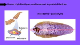 Ils sont triploblastiques, acoélomates et à symétrie bilatérale.
mesoderme = parenchyme
 