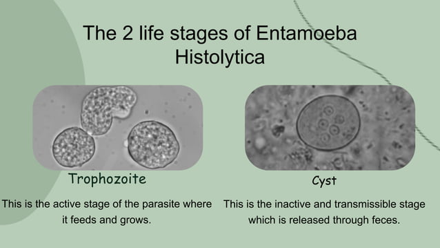 Coproscopia Entamoeba Histolytica biology presentation | PPTX | Infectious Diseases ...