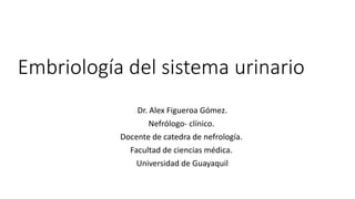 Embriología del sistema urinario
Dr. Alex Figueroa Gómez.
Nefrólogo- clínico.
Docente de catedra de nefrología.
Facultad de ciencias médica.
Universidad de Guayaquil
 