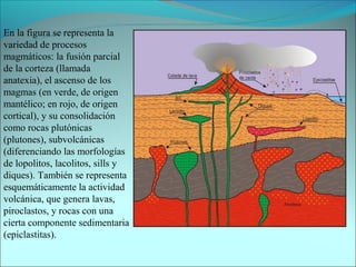 En la figura se representa la
variedad de procesos
magmáticos: la fusión parcial
de la corteza (llamada
anatexia), el ascenso de los
magmas (en verde, de origen
mantélico; en rojo, de origen
cortical), y su consolidación
como rocas plutónicas
(plutones), subvolcánicas
(diferenciando las morfologías
de lopolitos, lacolitos, sills y
diques). También se representa
esquemáticamente la actividad
volcánica, que genera lavas,
piroclastos, y rocas con una
cierta componente sedimentaria
(epiclastitas).
 