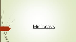 Mini beasts
 